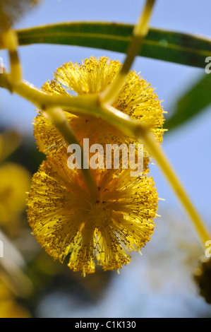 Fleurs jaunes de l'arbuste Acacia saligna Banque D'Images