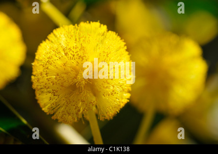 Gros plan d'une belle fleur de mimosa Banque D'Images