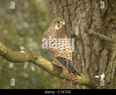 Kestrel Falco tinnunculus femme sur la branche dans l'arbre Banque D'Images