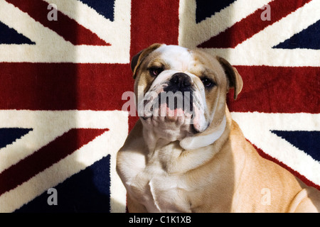 Un British Bulldog assis sur un tapis Union Jack Banque D'Images