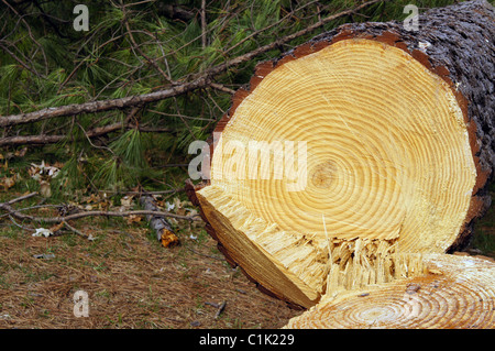 Une souche d'arbre de pin et log montrant de nombreuses années d'anneaux de croissance. Il y a des branches de pins en arrière-plan. Banque D'Images