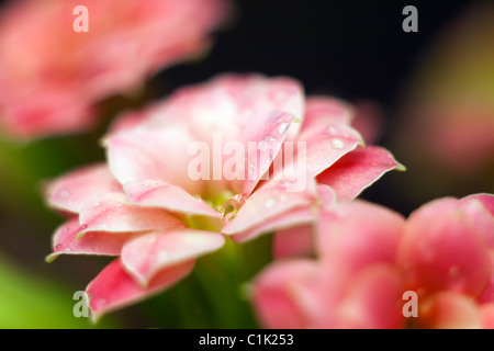 Gouttes d'eau sur le Kalanchoé rose fleurs Banque D'Images