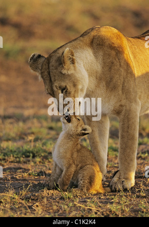 Lion Mère embrassant son bébé. Banque D'Images