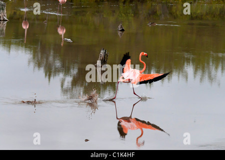 American Flamingo L'atterrissage sur l'île Isabela dans le lagon, Galapagos (également appelé flamant des caraïbes) Banque D'Images