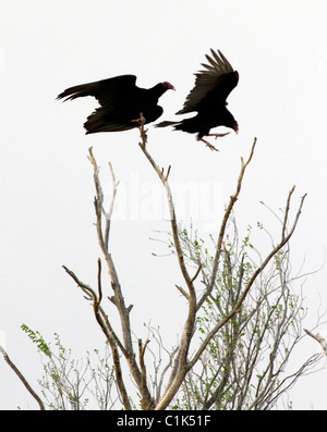 L'Urubu à tête rouge (Cathartes aura) dans l'ouest du Texas, dans la pointe nord de la désert de Chihuahuan. Banque D'Images