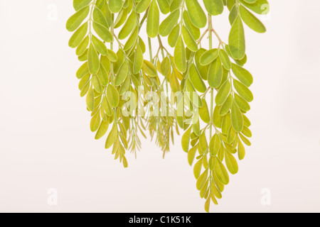 Plan macro sur les feuilles de Moringa (Moringa oleifera,l'arbre de vie) Banque D'Images