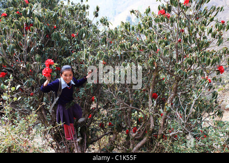 Jeune fille népalaise dans un Himalaya au Népal Banque D'Images