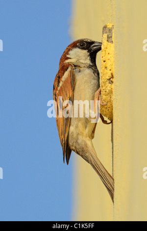 Le Moineau domestique Passer domesticus, lors d'une niche dans un tube creux Banque D'Images