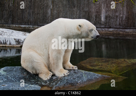 L'ours polaire (Ursus maritimus) portrait Banque D'Images