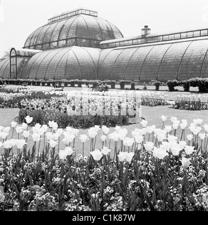 Années 1950, serre victorienne, la Palm House des Royal Botanic Gardens à Kew, Richmond upon Thames, construite en 1844 et conçue par Decimus Burton. Banque D'Images