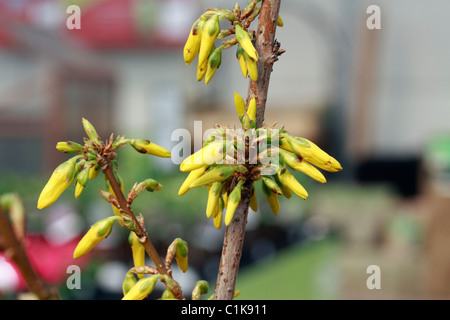 Forsythia × intermedia, Forsythia, la frontière est un arbuste à feuilles caduques. L'hybride est pensé pour être un croisement entre Forsythia viridissima et F. suspensa var.fortunei Banque D'Images