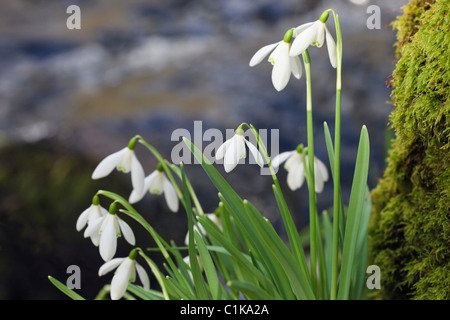 Plantes de Snowdrops sauvages indigènes (Galanthus nivalis) fleurs sauvages qui poussent à côté de l'eau dans la rivière Afon Dwyfor en hiver. Gwynedd Pays de Galles Royaume-Uni Grande-Bretagne Banque D'Images