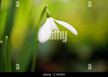 Le Nord du Pays de Galles, Royaume-Uni, Angleterre. Close-up of a wild Snowdrop Galanthus nivalis (fleur) en hiver Banque D'Images