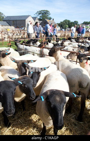 Les moutons attendent l'enchère à Priddy juste Banque D'Images