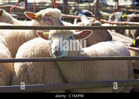 Les moutons attendent l'enchère à Priddy juste Banque D'Images