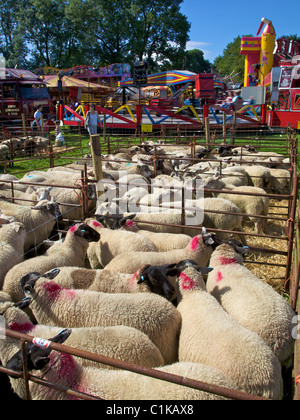 Les moutons attendent l'enchère à Priddy juste Banque D'Images