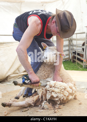 Andy Weare cisaillez un mouton à priddy fair en utilisant la tonte traditionnelle shears Banque D'Images