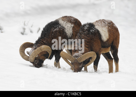 Mouflons en hiver, Allemagne Banque D'Images