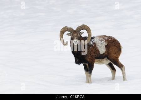 Mouflon en hiver, Allemagne Banque D'Images