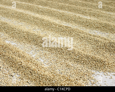 Le séchage des grains de café, Finca Vista Hermosa, plantation de café Agua Dulce, département de Huehuetenango, Guatemala Banque D'Images