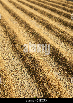 Le séchage des grains de café, Finca Vista Hermosa, plantation de café Agua Dulce, département de Huehuetenango, Guatemala Banque D'Images