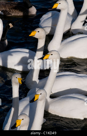 Au moment de nourrir les cygnes chanteurs wwt caerlaverock réserver Banque D'Images