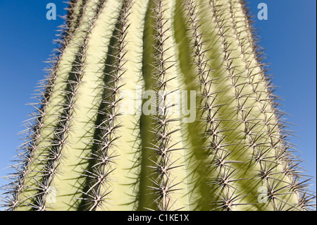 Cactus à Yuma, Yuma County, Arizona, USA Banque D'Images