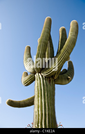 Cactus à Yuma, Yuma County, Arizona, USA Banque D'Images