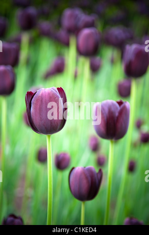 Tulipes noires, Ottawa, Ontario, Canada Banque D'Images