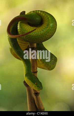 Pit Viper vert lèvres blanches, très serpent venimeux, (Trimeresurus albolabris) Banque D'Images
