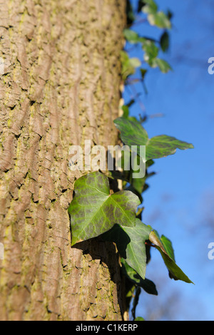 Lierre sur arbre, Aschaffenburg, Franconia, Bavaria, Germany Banque D'Images