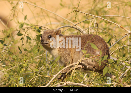 Rock Hyrax, (Procavia capensis) photographié en Israël Banque D'Images