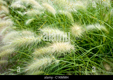 Pennisetum villosum (actaeon / herbes fontaine) de l'herbe. Siège de la Royal Horticultural Society ERS / AC. Wisley. Surrey. UK Banque D'Images