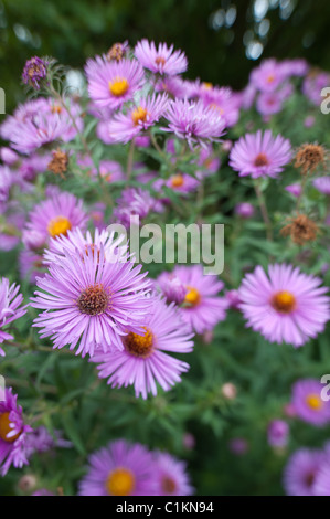 Asters mauves X Frikartii 'Monch' aster de Frikart Purple Daisy une belle collection dans n'importe quel jardin Banque D'Images