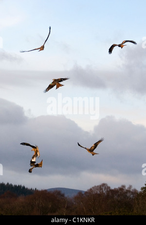 Flying red kites Milvus milvus au moment de l'alimentation batterie bellymack Dumfries et Galloway Ecosse Banque D'Images