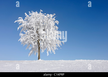 Arbre avec gelée blanche, canton de Zoug, Suisse Banque D'Images