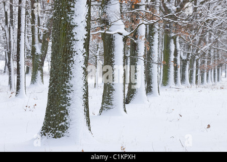 Forêt en hiver, Franconia, Bavaria, Germany Banque D'Images