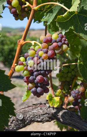 Raisins de vigne, Central Coast, Californie, États-Unis Banque D'Images