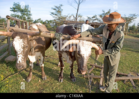 La province du Kwazulu-Natal en Afrique du Sud zoulou de Simunye village où les visiteurs peuvent être accueillis en zoulou chef traditionnel de style Banque D'Images