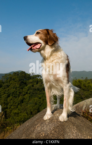 Un Setter Irlandais rouge et blanc chien Banque D'Images