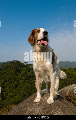 Un Setter Irlandais rouge et blanc chien Banque D'Images