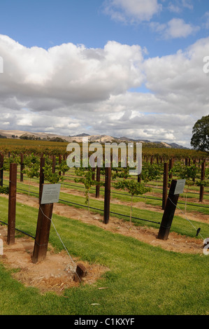 Une zone sélectionnée avec l'herbe coupée et de trajet des vignes pour le bénéfice des visiteurs est Jacobs Creek dans la Barossa Valley, Australie du Sud, Banque D'Images