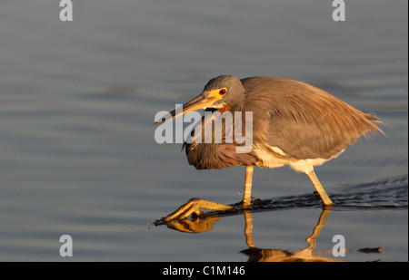 Aigrette tricolore (Egretta tricolor) en quête de lumière tôt le matin Banque D'Images