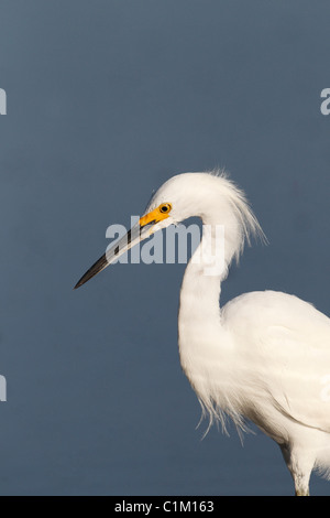 Aigrette neigeuse (Egretta thula) Portrait Banque D'Images