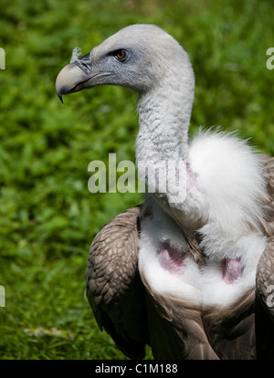 Vautour fauve Gyps fulvus Griffon eurasien ou Tier-Freigelande forest park Allemagne Banque D'Images