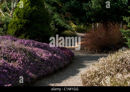 Le Jardin d'hiver à RHS Rosemoor en février, Devon, Angleterre, Royaume-Uni Banque D'Images