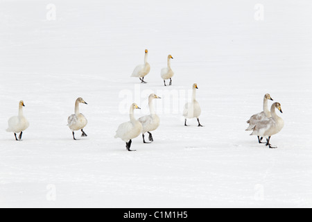 Groupe de cygnes chanteurs marcher sur un étang gelé recouvert de neige en Islande Banque D'Images