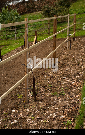 Apples'nouvellement plantés Rhead's Reinette' et 'Puckrup Pippin' sur un espalier dans les frontières de la formation de fruits Banque D'Images