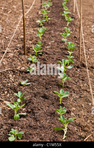 Des nouvelles des "Fève Aquadulce', Vicia faba, plantes Banque D'Images