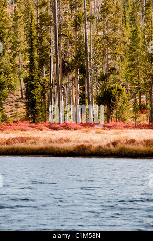 Poireaux,Colter Bay Marina, tremble en couleurs d'automne,Couleurs,le lac Jackson,Mont Moran,chaîne Teton,Parc National de Grand Teton, Wyoming, USA Banque D'Images